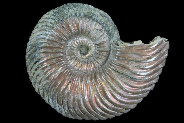 Iridescent Ammonite (Quenstedticeras) Fossil With Pyrite #78510
